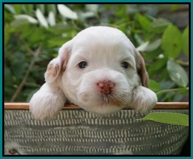 Ellie Benz pups 3 wks old 291