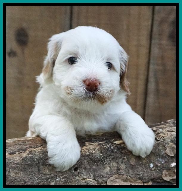Ellie Benz pups 4 wks old271