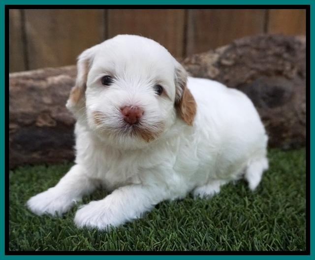 Ellie Benz pups 4 wks old291