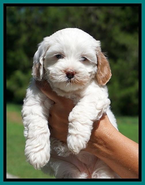 Ellie Benz pups 6 wks old461