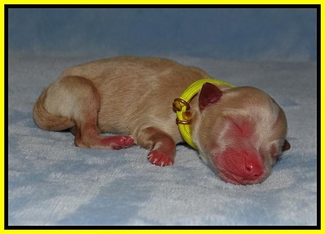 Ellie Benz Newborn pics 91