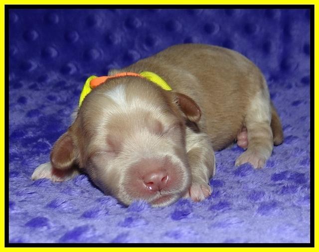 Ellie Benz pups 1 wk old 121