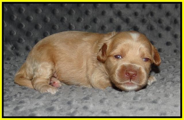 Ellie Benz pups 2 wks old 101