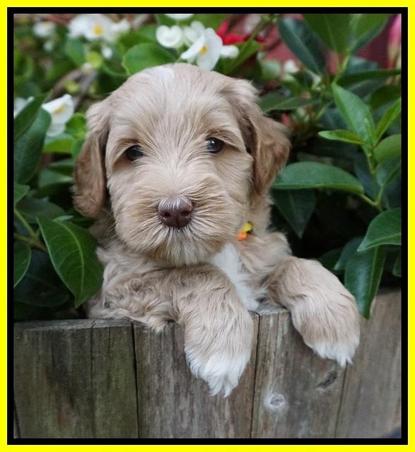 Ellie Benz pups 5 wks old 181