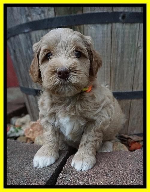 Ellie Benz pups 5 wks old 191