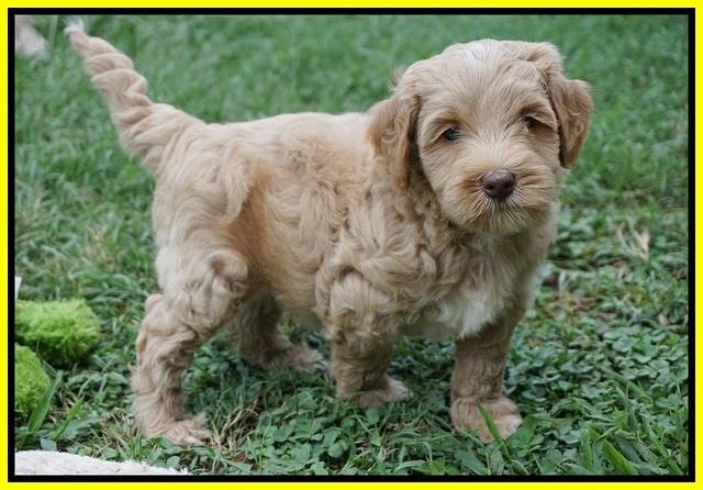 Ellie Benz pups 6 wks old231