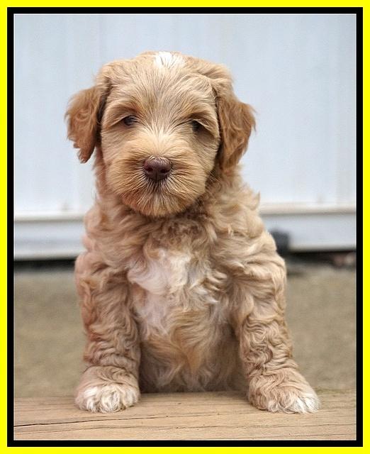 Ellie Benz pups 6 wks old241