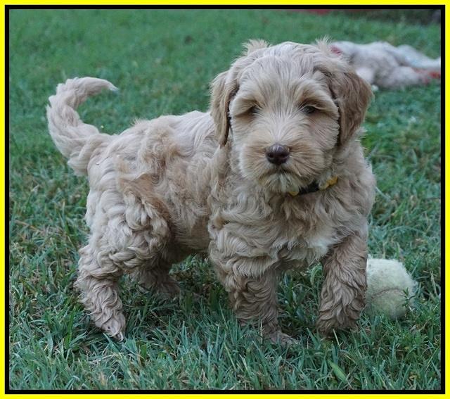 Ellie Benz pups 7 wks old 191