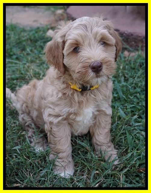 Ellie Benz pups 7 wks old 201