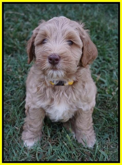 Ellie Benz pups 7 wks old 211