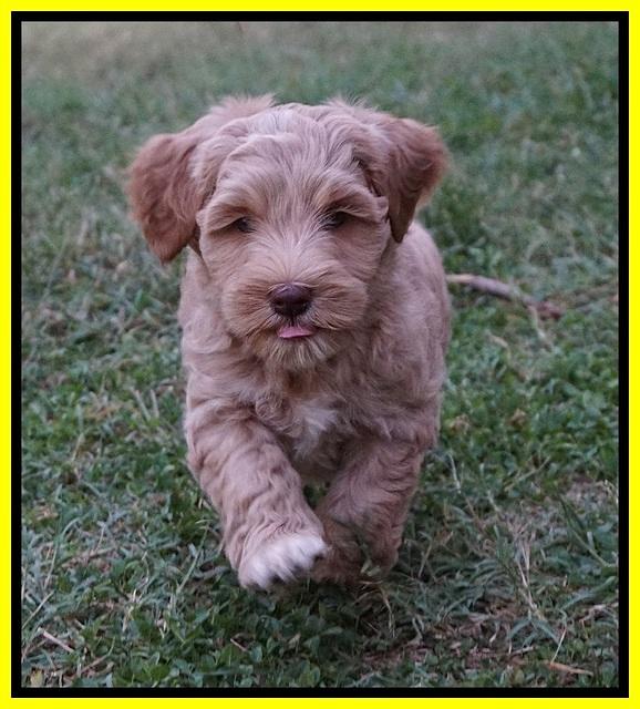 Ellie Benz pups 7 wks old 231