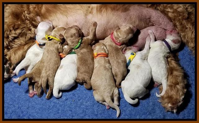 Ellie Mae Tucker Newborn 111