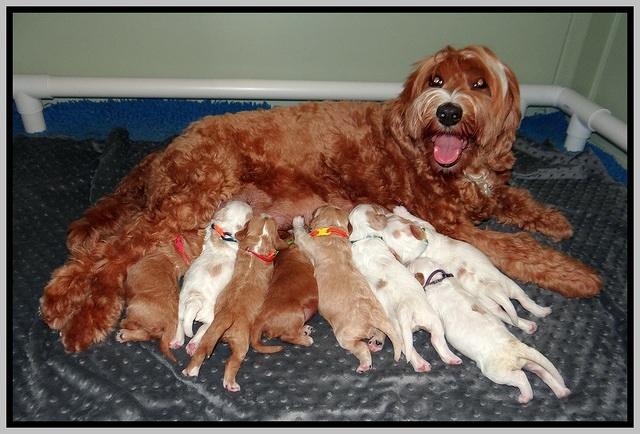 Ellie Tucker pups 1 wk old 191