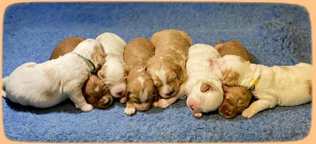 Ellie Tucker pups 2 wk old 21