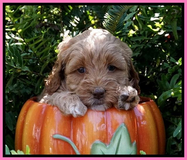 Ellie Mae Tucker pups 5 wks old 11