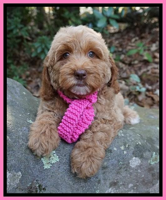 Ellie Mae Tucker pups 8 wks old 31