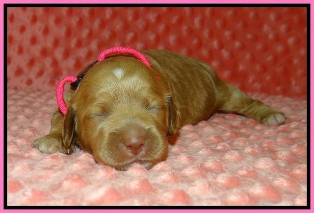Ellie Tucker pups 1 wk old 11