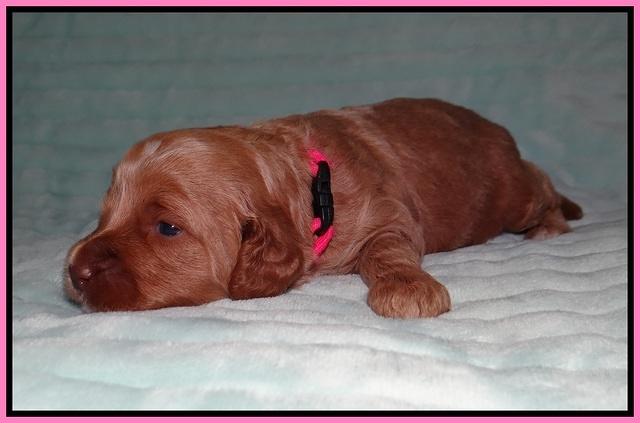 Ellie Tucker pups 2 wk old 41