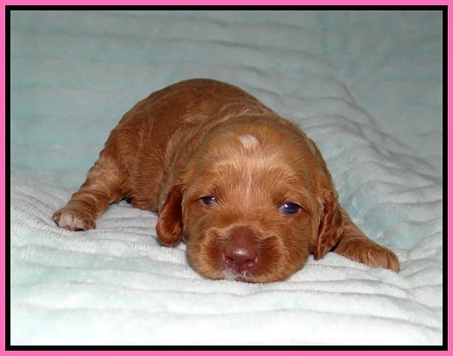 Ellie Tucker pups 2 wk old 51