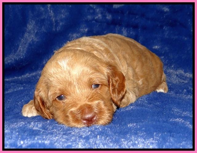 Ellie Tucker pups 3 wks old 21
