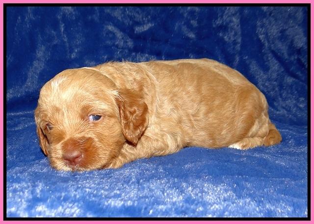 Ellie Tucker pups 3 wks old 31
