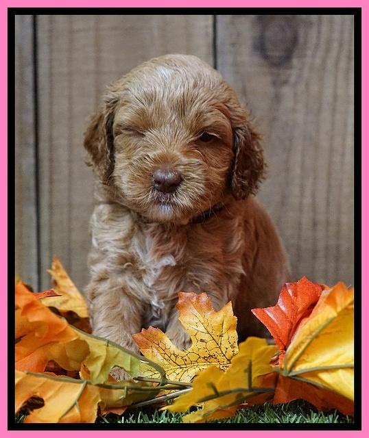 Ellie Tucker pups 4 wks old 2100