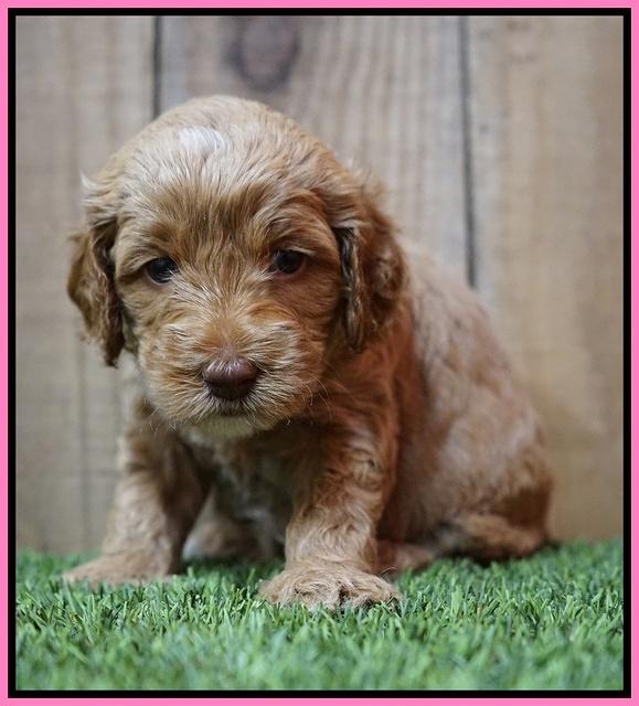 Ellie Tucker pups 4 wks old 3100