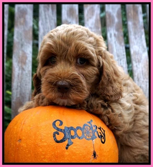 Elllie Tucker pups 7 wks old 11