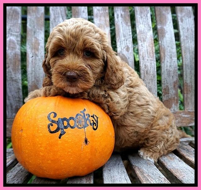 Elllie Tucker pups 7 wks old 21