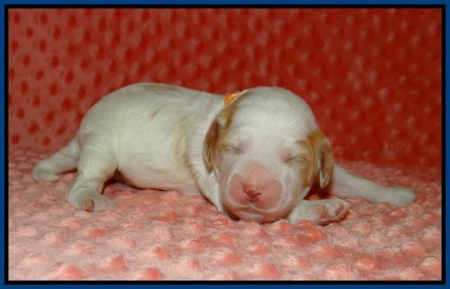 Ellie Tucker pups 1 wk old 31