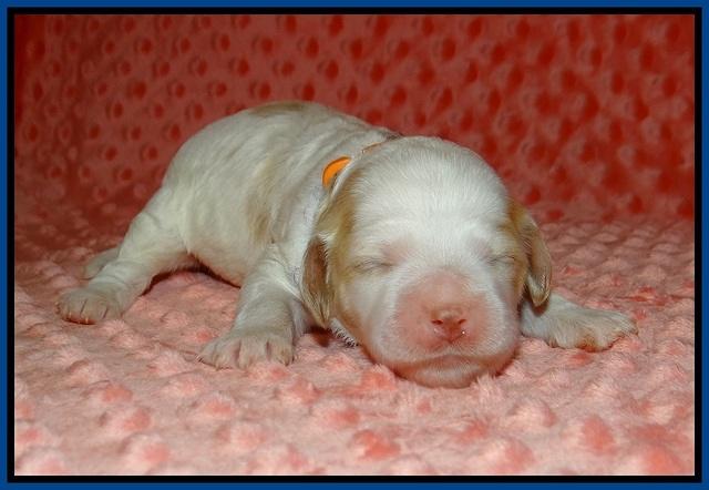 Ellie Tucker pups 1 wk old 41
