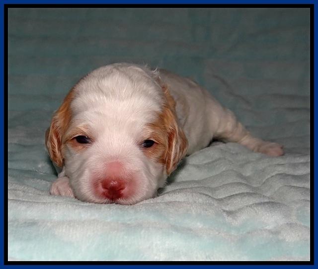 Ellie Tucker pups 2 wk old 61