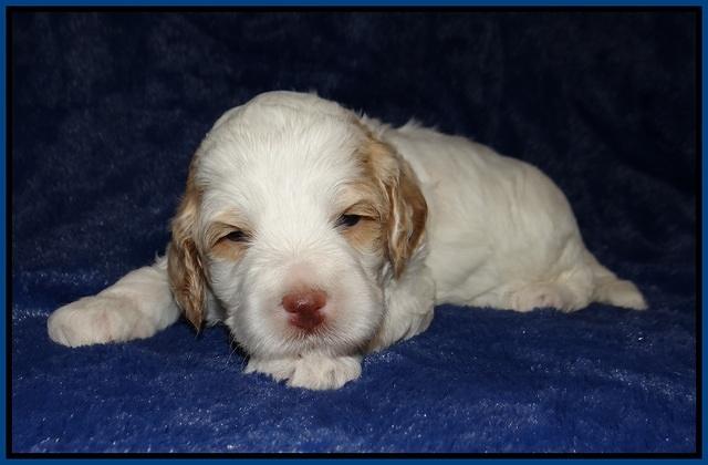 Ellie Tucker pups 3 wks old 51