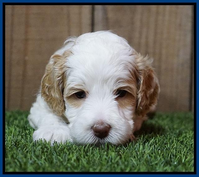 Ellie Tucker pups 4 wks old 4100