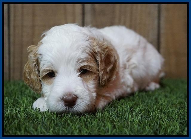 Ellie Tucker pups 4 wks old 6100