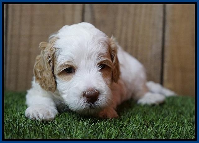 Ellie Tucker pups 4 wks old 7100