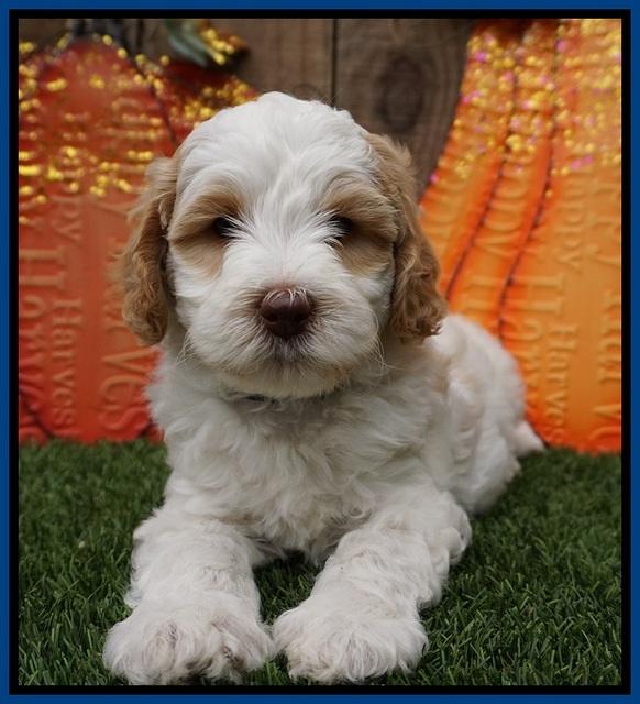 Elllie Tucker pups 6 wks old 41