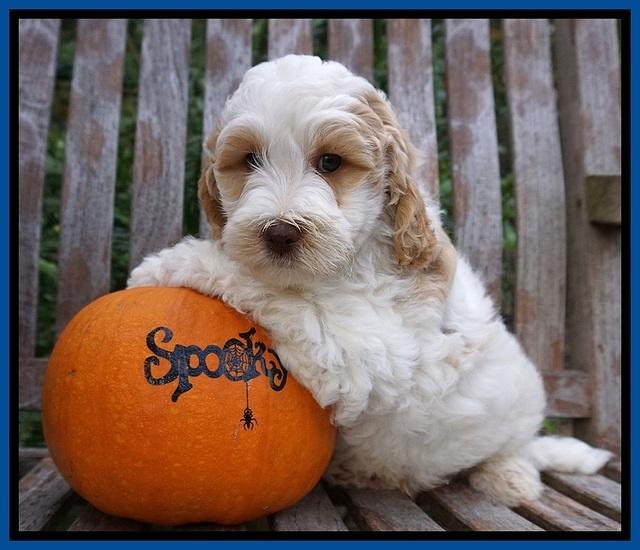 Elllie Tucker pups 7 wks old 41