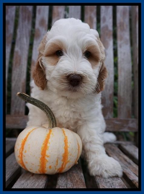 Elllie Tucker pups 7 wks old 61