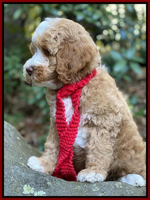 Ellie Mae Tucker pups 8 wks old 101