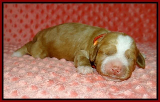 Ellie Tucker pups 1 wk old 51