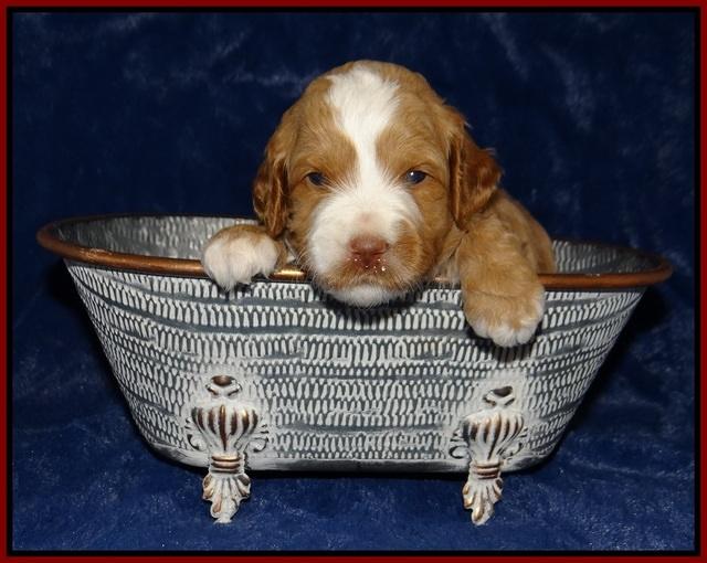 Ellie Tucker pups 3 wks old 61