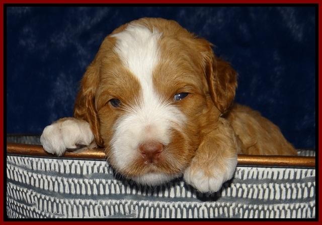 Ellie Tucker pups 3 wks old 81