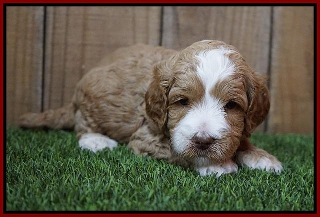 Ellie Tucker pups 4 wks old 8100