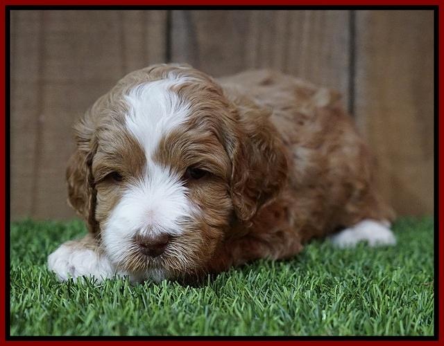 Ellie Tucker pups 4 wks old 9100