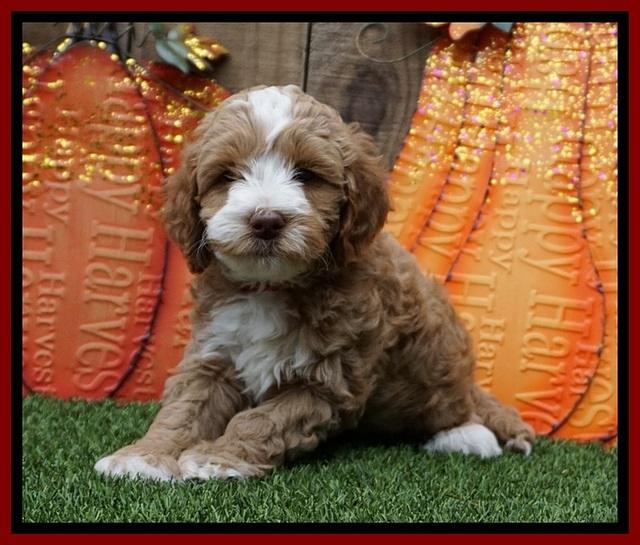 Elllie Tucker pups 6 wks old 91