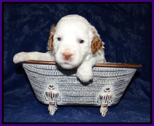 Ellie Tucker pups 3 wks old 91