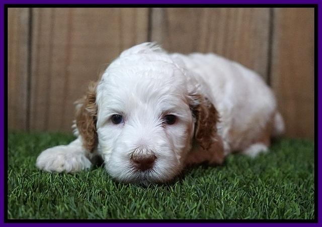 Ellie Tucker pups 4 wks old 12100