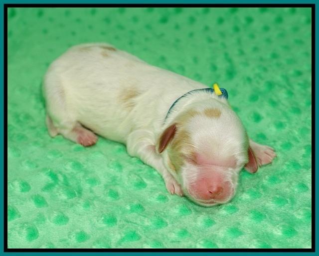 Ellie Mae Tucker Newborn 51