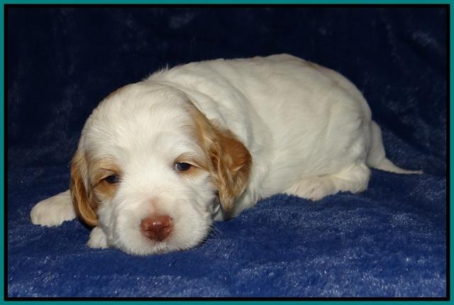 Ellie Tucker pups 3 wks old 121